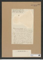 Coscinodiscus concinus var. moseleyi (O'Meara) Rattr. (de-Toni-Nr.: Genus 202, Species 5002) Zeichnungen Sammlung Grunow Nr. 8717 (NHMW-BOT-W0378290)